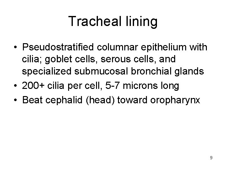 Tracheal lining • Pseudostratified columnar epithelium with cilia; goblet cells, serous cells, and specialized