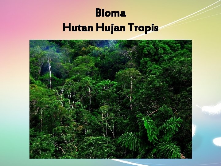 Bioma Hutan Hujan Tropis 