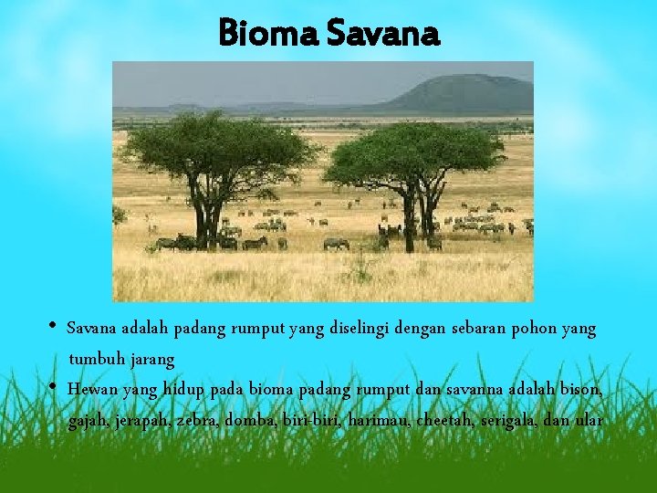 Bioma Savana • Savana adalah padang rumput yang diselingi dengan sebaran pohon yang tumbuh