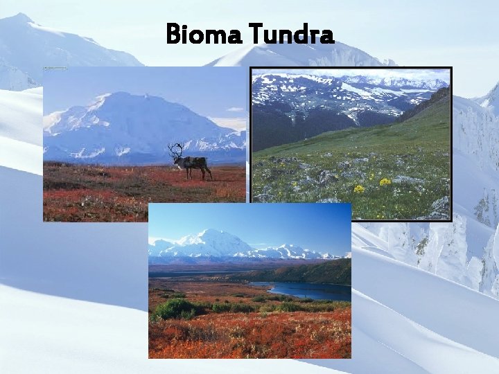 Bioma Tundra 