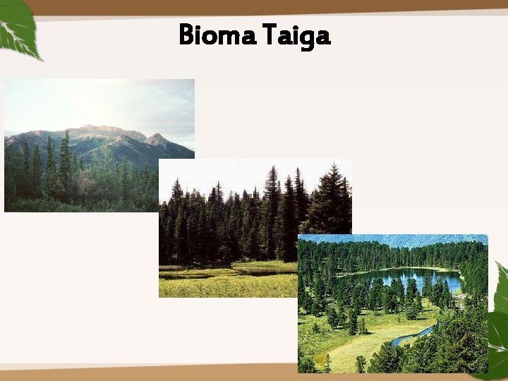 Bioma Taiga 