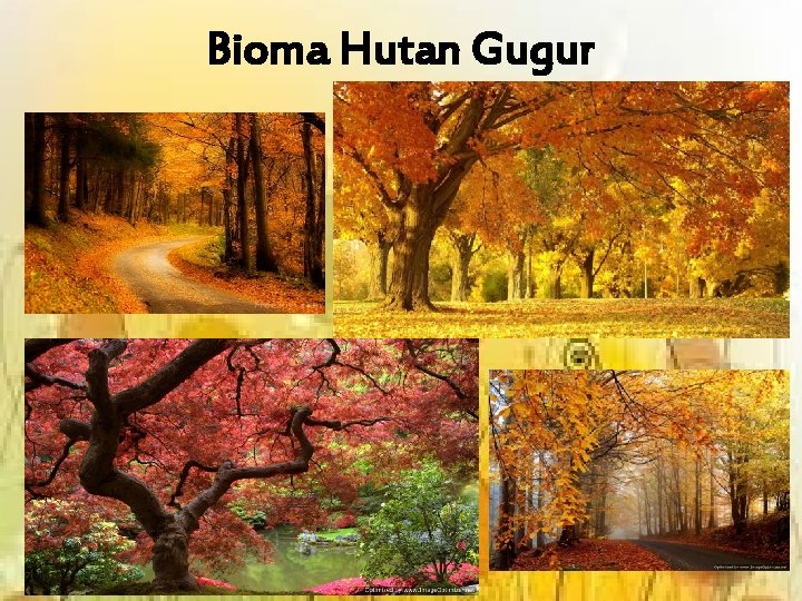 Bioma Hutan Gugur 