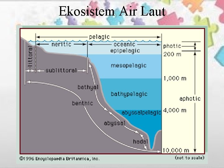 Ekosistem Air Laut 