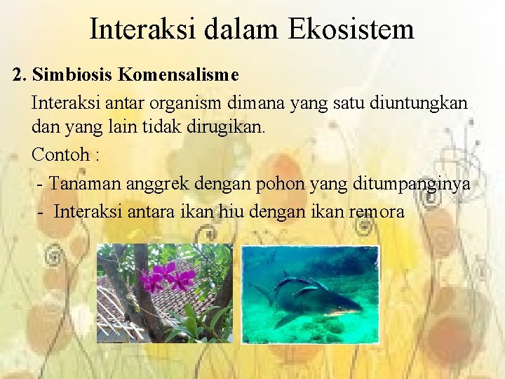 Interaksi dalam Ekosistem 2. Simbiosis Komensalisme Interaksi antar organism dimana yang satu diuntungkan dan