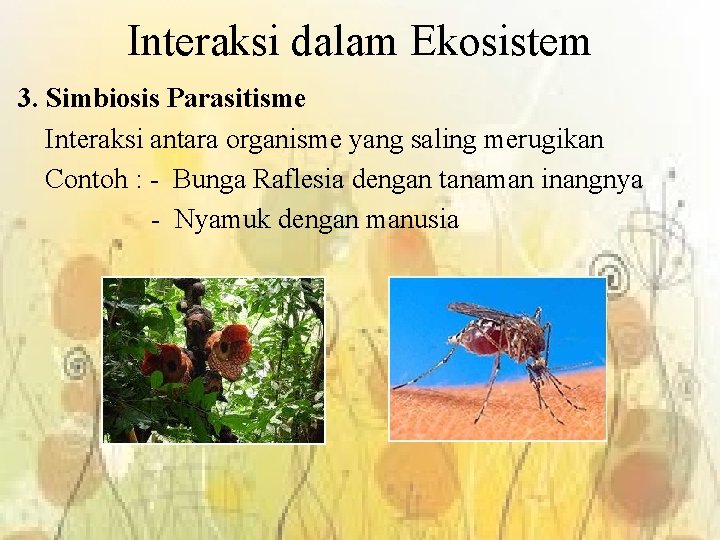 Interaksi dalam Ekosistem 3. Simbiosis Parasitisme Interaksi antara organisme yang saling merugikan Contoh :