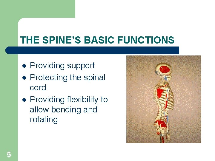 THE SPINE’S BASIC FUNCTIONS l l l 5 Providing support Protecting the spinal cord