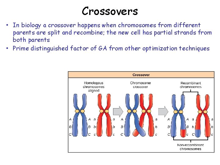 Crossovers • In biology a crossover happens when chromosomes from different parents are split