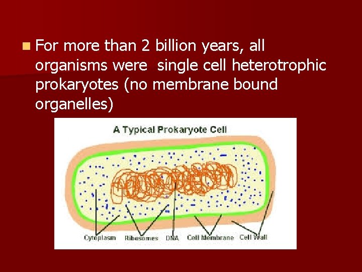 n For more than 2 billion years, all organisms were single cell heterotrophic prokaryotes