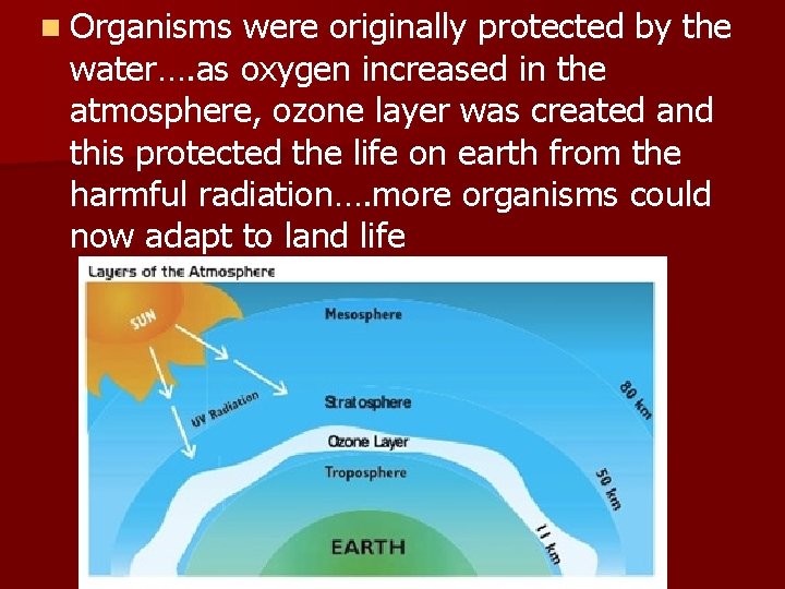 n Organisms were originally protected by the water…. as oxygen increased in the atmosphere,