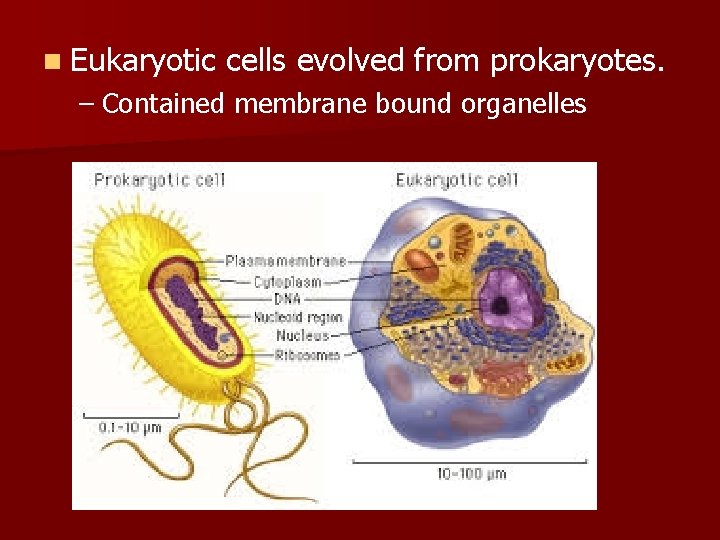 n Eukaryotic cells evolved from prokaryotes. – Contained membrane bound organelles 