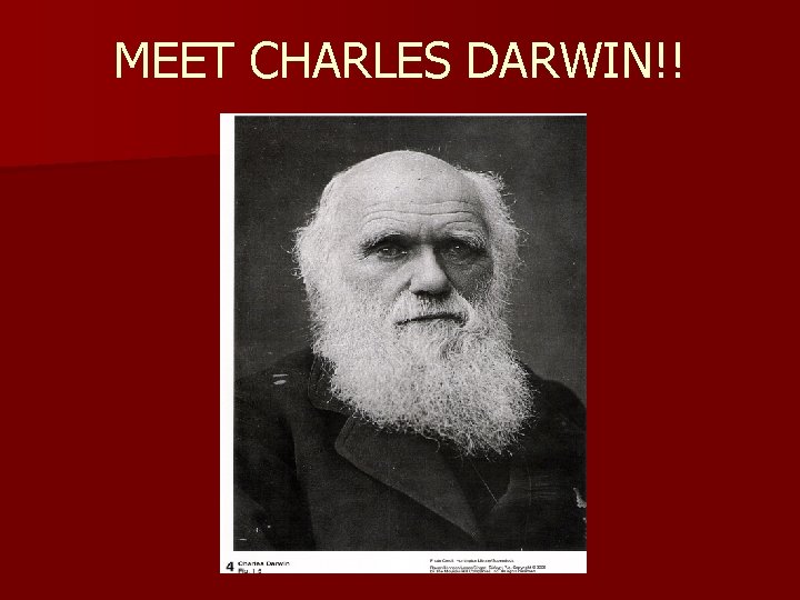 MEET CHARLES DARWIN!! 