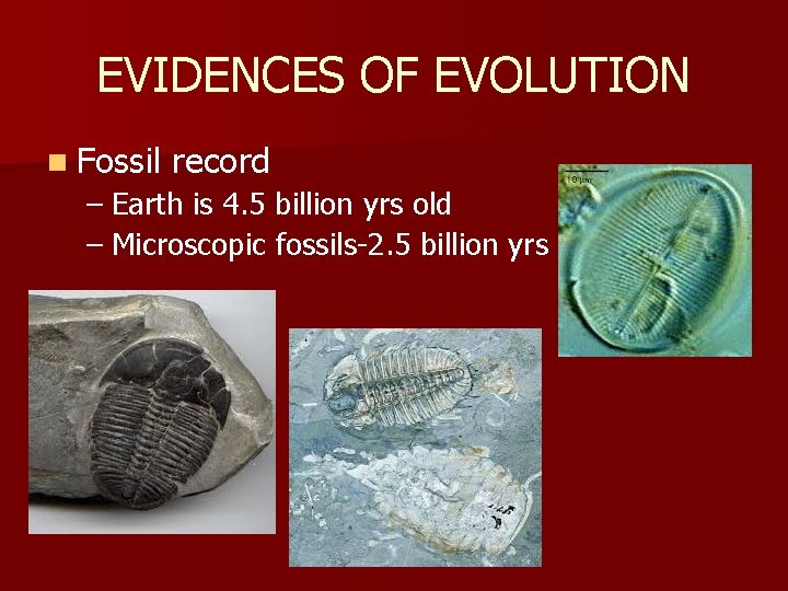 EVIDENCES OF EVOLUTION n Fossil record – Earth is 4. 5 billion yrs old