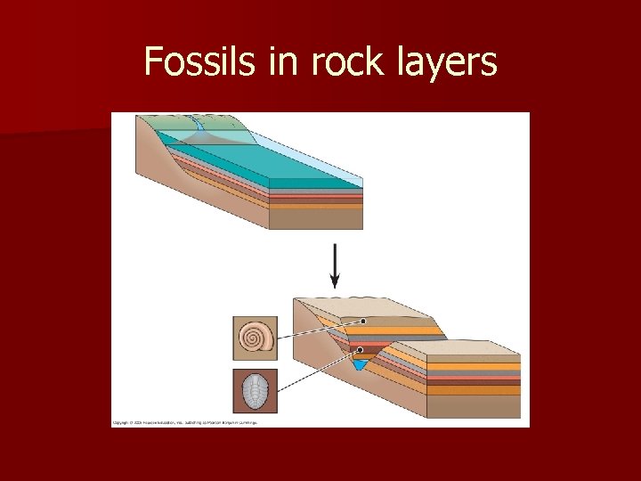 Fossils in rock layers 