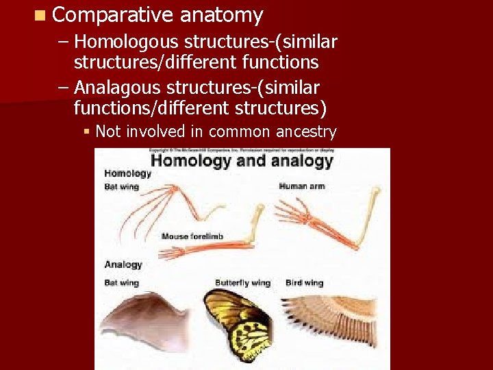 n Comparative anatomy – Homologous structures-(similar structures/different functions – Analagous structures-(similar functions/different structures) §