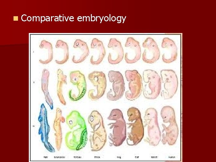 n Comparative embryology 