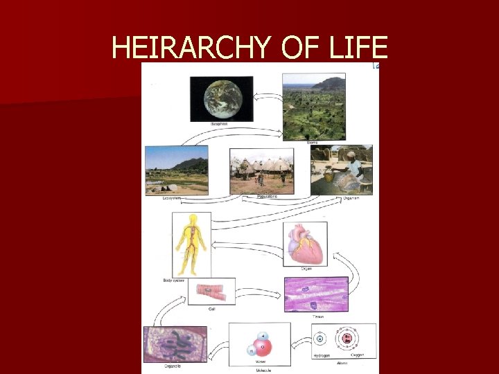 HEIRARCHY OF LIFE 
