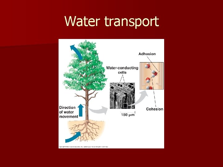 Water transport 