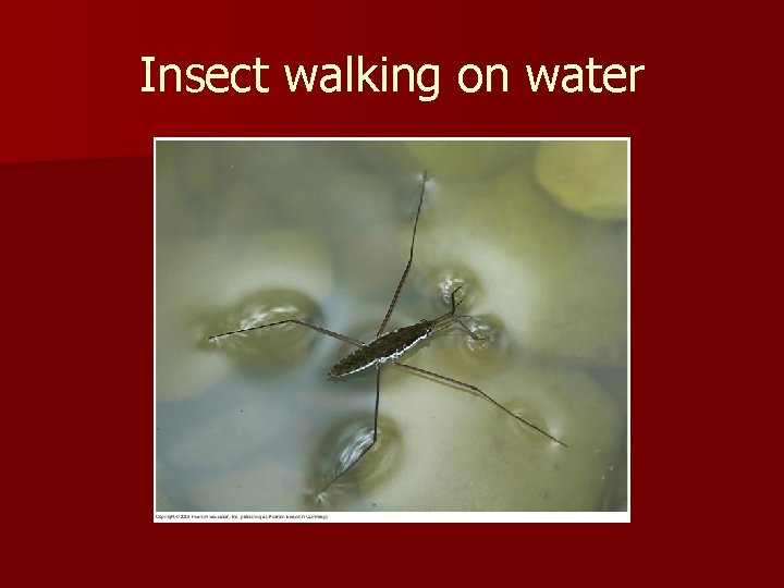 Insect walking on water 