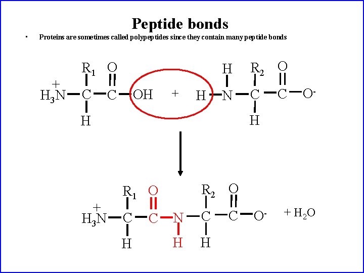 Peptide bonds • Proteins are sometimes called polypeptides since they contain many peptide bonds