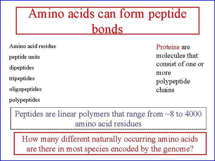 Amino acids can form peptide bonds Amino acid residue peptide units dipeptides tripeptides oligopeptides