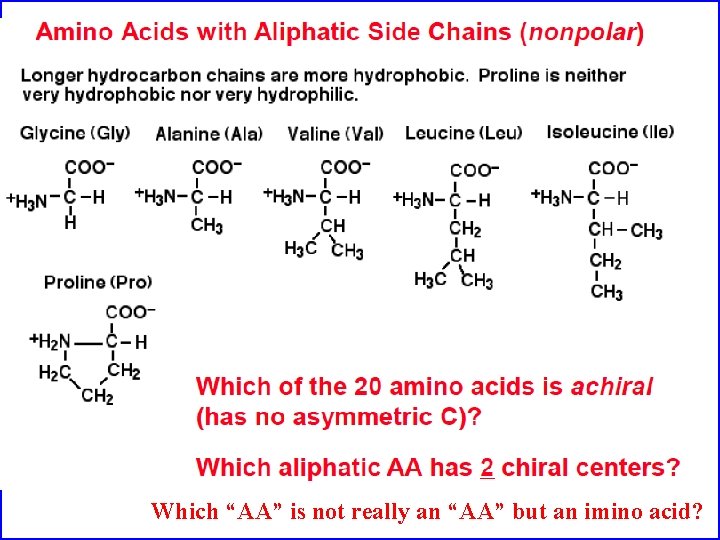 Which “AA” is not really an “AA” but an imino acid? 