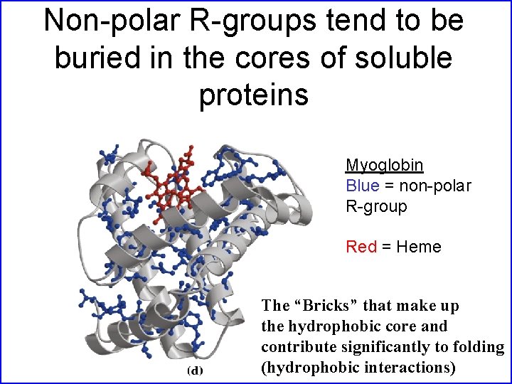 Non-polar R-groups tend to be buried in the cores of soluble proteins Myoglobin Blue