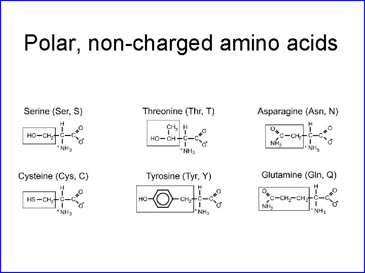 Polar, non-charged amino acids 