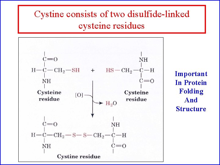 Cystine consists of two disulfide-linked cysteine residues Important In Protein Folding And Structure 