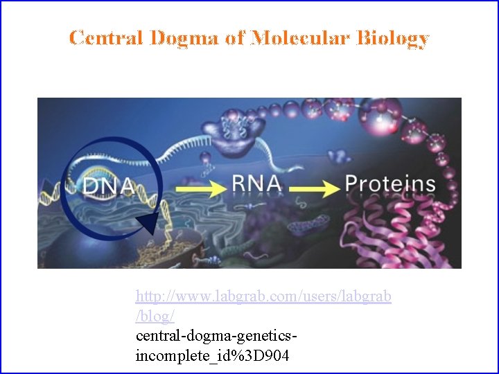 Central Dogma of Molecular Biology http: //www. labgrab. com/users/labgrab /blog/ central-dogma-geneticsincomplete_id%3 D 904 