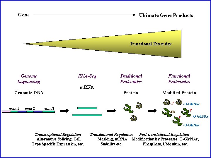 Gene Ultimate Gene Products Functional Diversity Genome Sequencing RNA-Seq Traditional Proteomics Functional Proteomics Protein