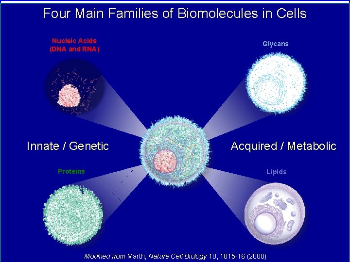 Four Main Families of Biomolecules in Cells Nucleic Acids (DNA and RNA) Innate /
