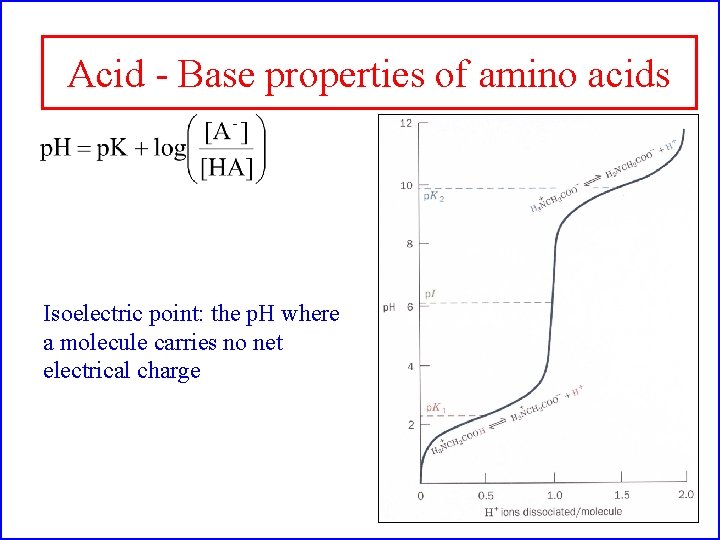 Acid - Base properties of amino acids Isoelectric point: the p. H where a