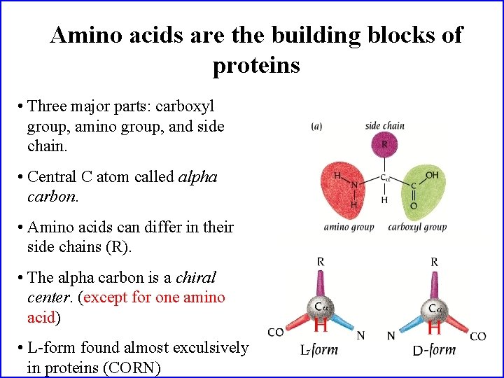 Amino acids are the building blocks of proteins • Three major parts: carboxyl group,