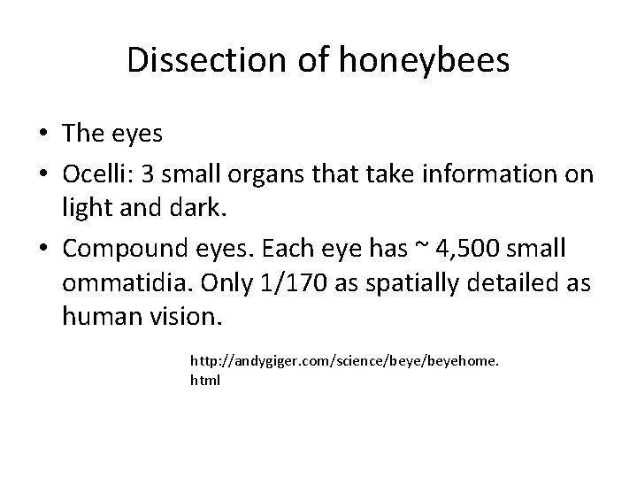 Dissection of honeybees • The eyes • Ocelli: 3 small organs that take information