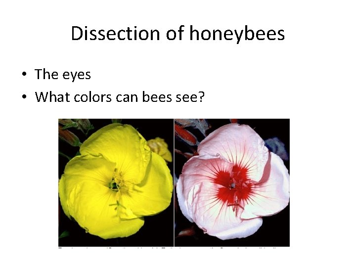 Dissection of honeybees • The eyes • What colors can bees see? 