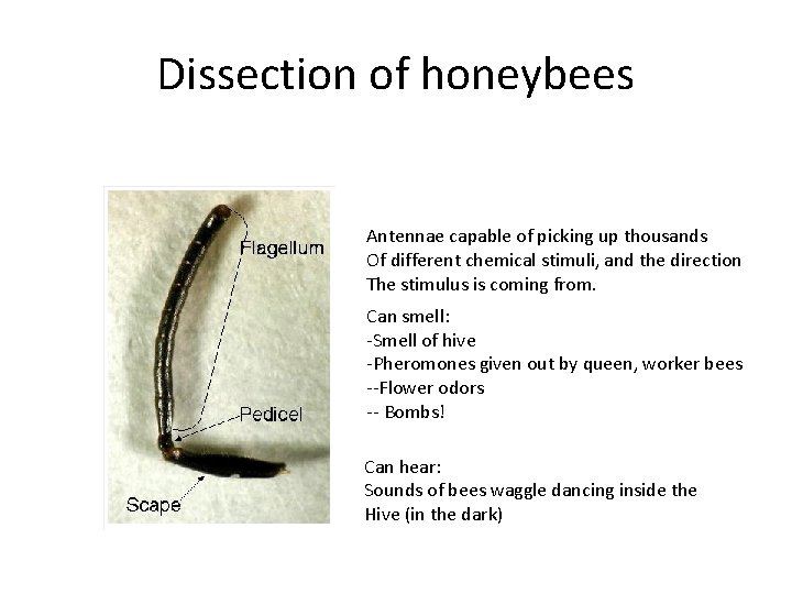 Dissection of honeybees Antennae capable of picking up thousands Of different chemical stimuli, and