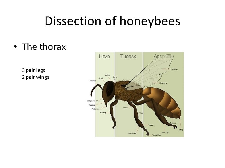 Dissection of honeybees • The thorax 3 pair legs 2 pair wings 