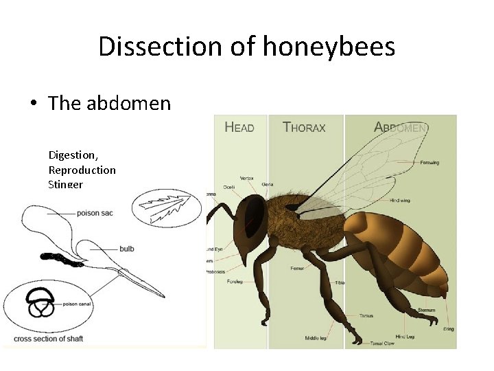 Dissection of honeybees • The abdomen Digestion, Reproduction Stinger 