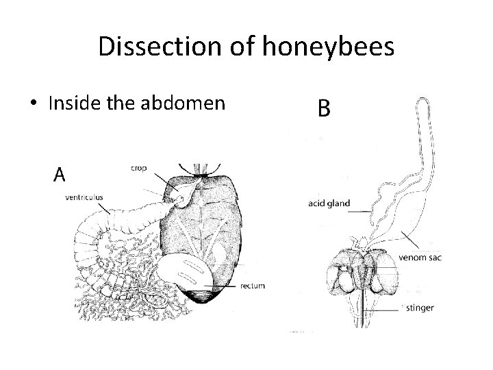 Dissection of honeybees • Inside the abdomen 