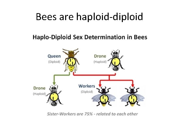 Bees are haploid-diploid 