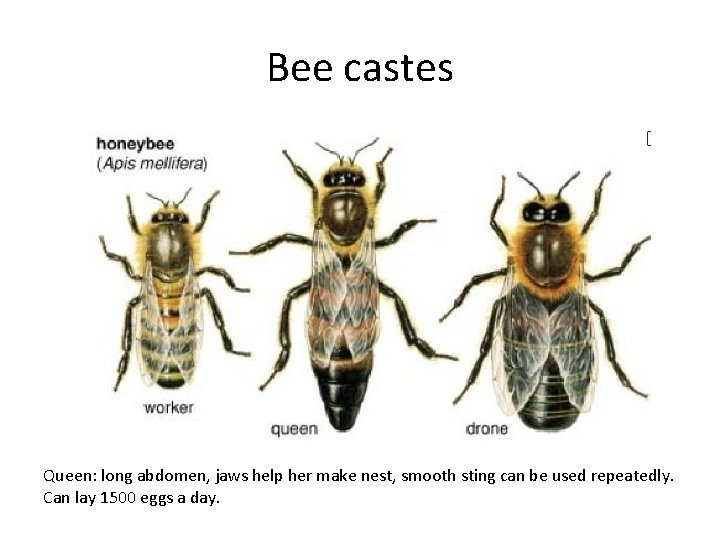 Bee castes Queen: long abdomen, jaws help her make nest, smooth sting can be