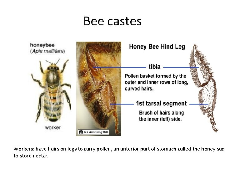 Bee castes Workers: have hairs on legs to carry pollen, an anterior part of