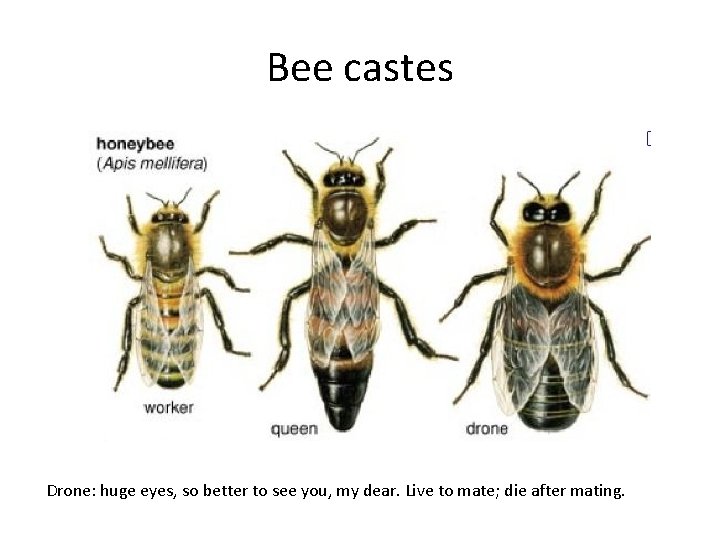 Bee castes Drone: huge eyes, so better to see you, my dear. Live to