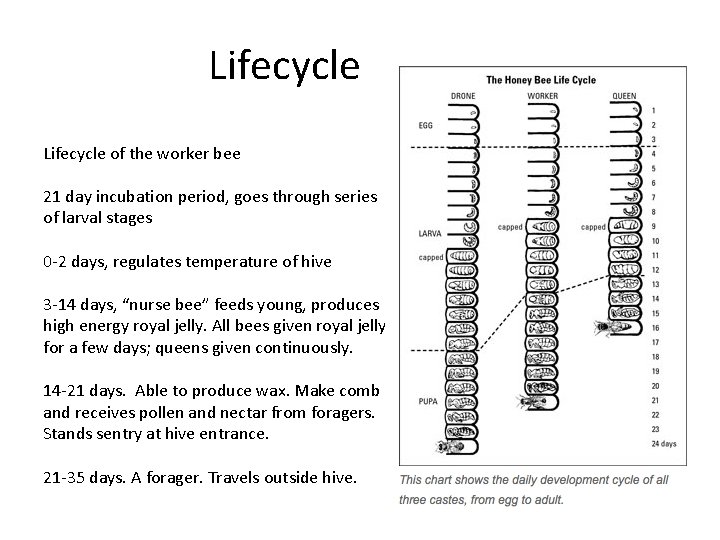 Lifecycle of the worker bee 21 day incubation period, goes through series of larval