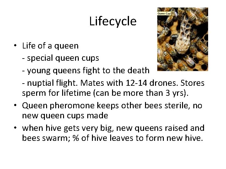 Lifecycle • Life of a queen - special queen cups - young queens fight