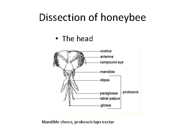 Dissection of honeybee • The head Mandible chews, proboscis laps nectar 