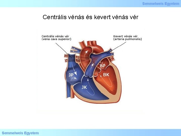 Centrális vénás és kevert vénás vér 