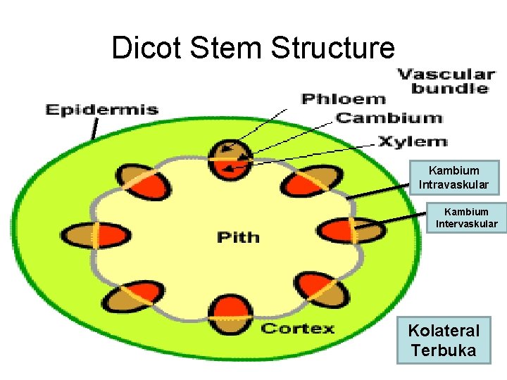 Dicot Stem Structure Kambium Intravaskular Kambium Intervaskular Kolateral Terbuka 