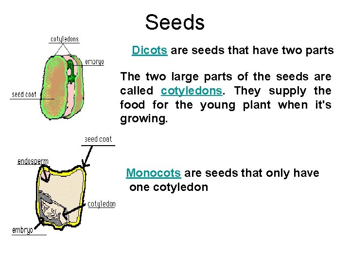 Seeds Dicots are seeds that have two parts The two large parts of the