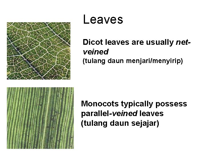 Leaves Dicot leaves are usually netveined (tulang daun menjari/menyirip) Monocots typically possess parallel-veined leaves